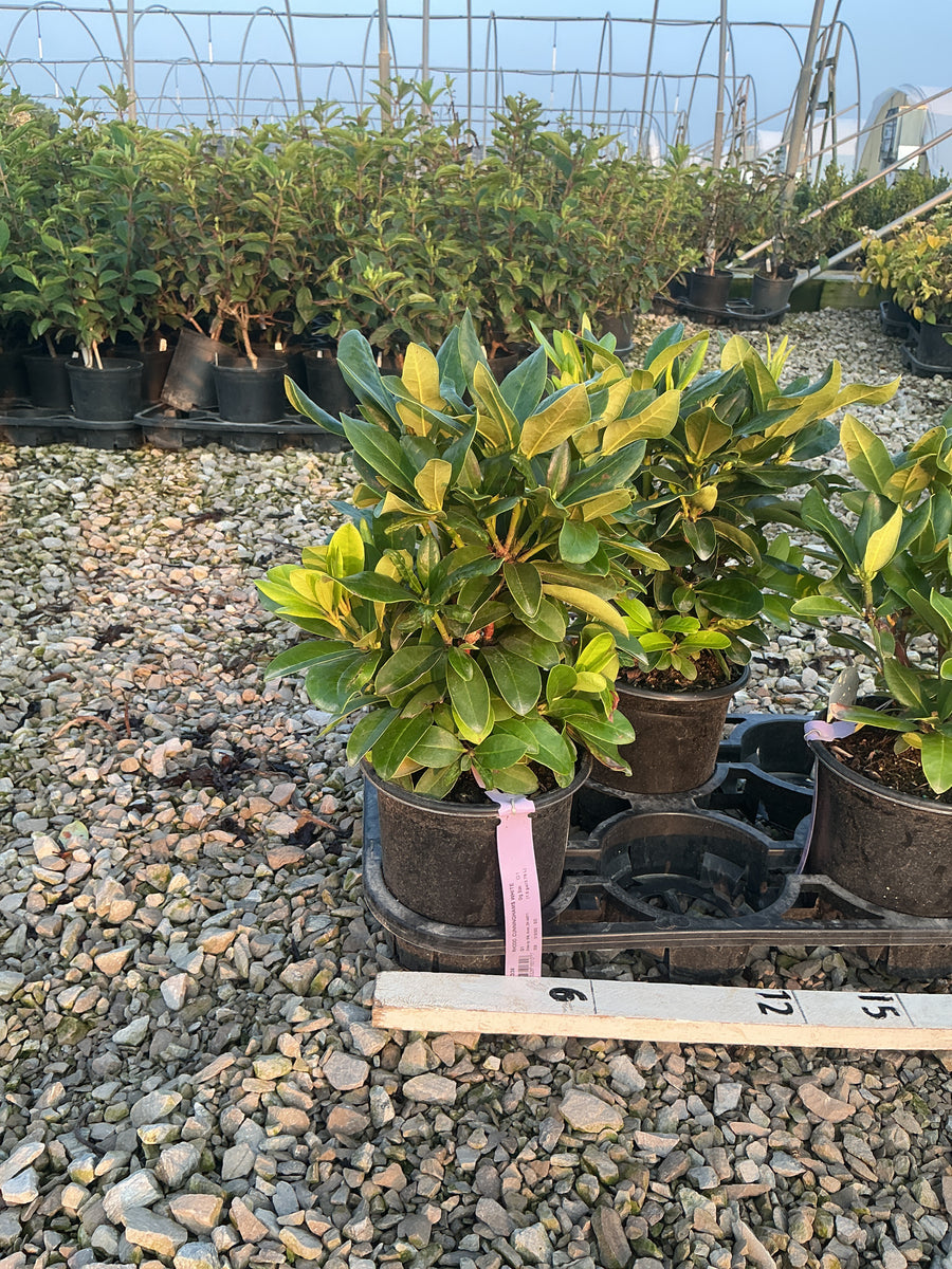Rhododendron catawbiense 'Cunningham's White' â€” G1 6