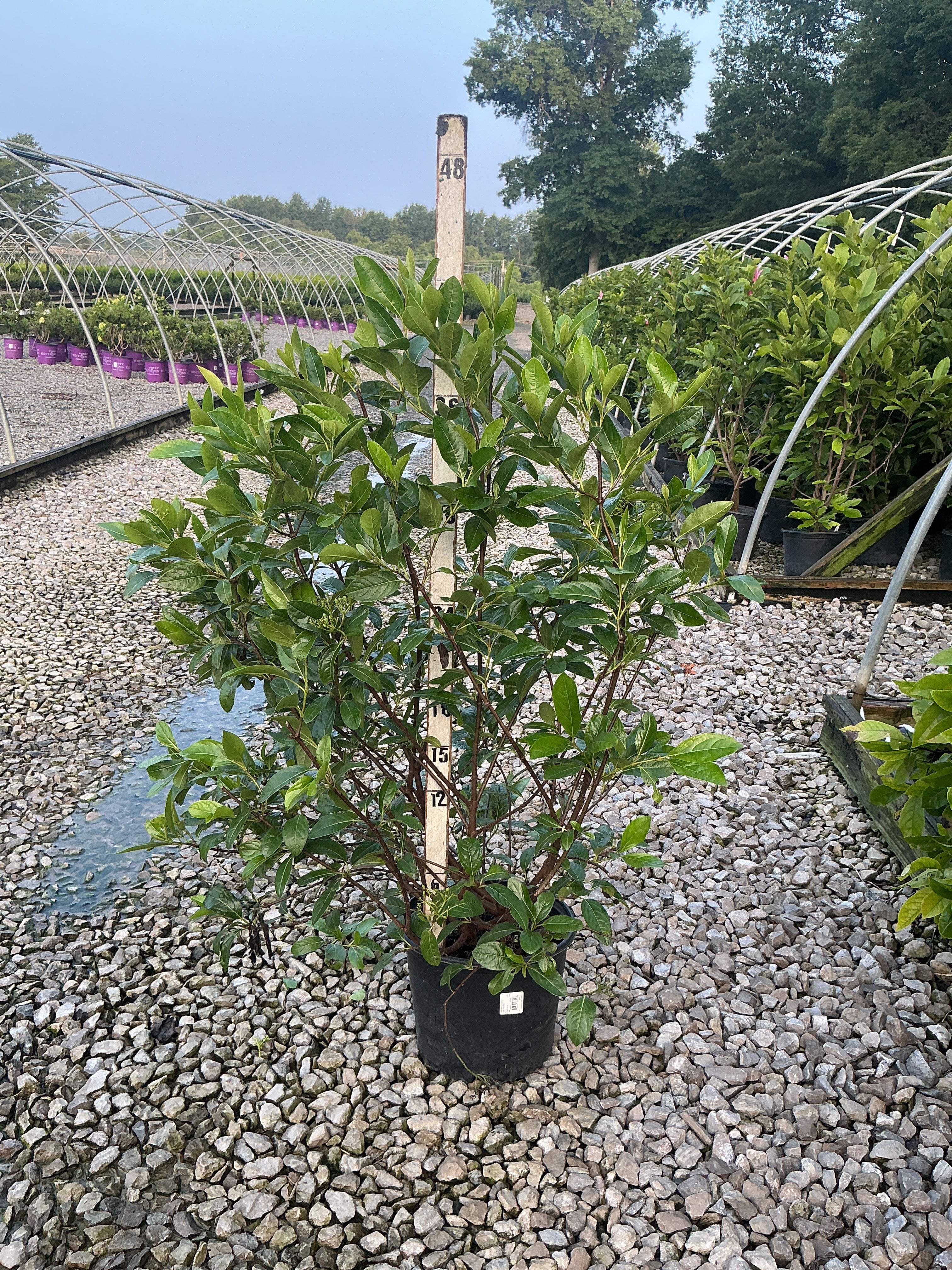 Viburnum nudum 'Winterthur'