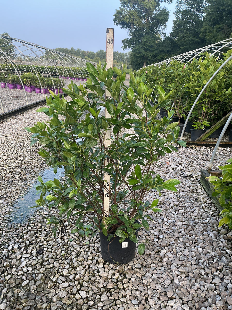 Viburnum nudum 'Winterthur' â€” G3 18