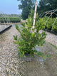 Magnolia stellata 'Royal Star'