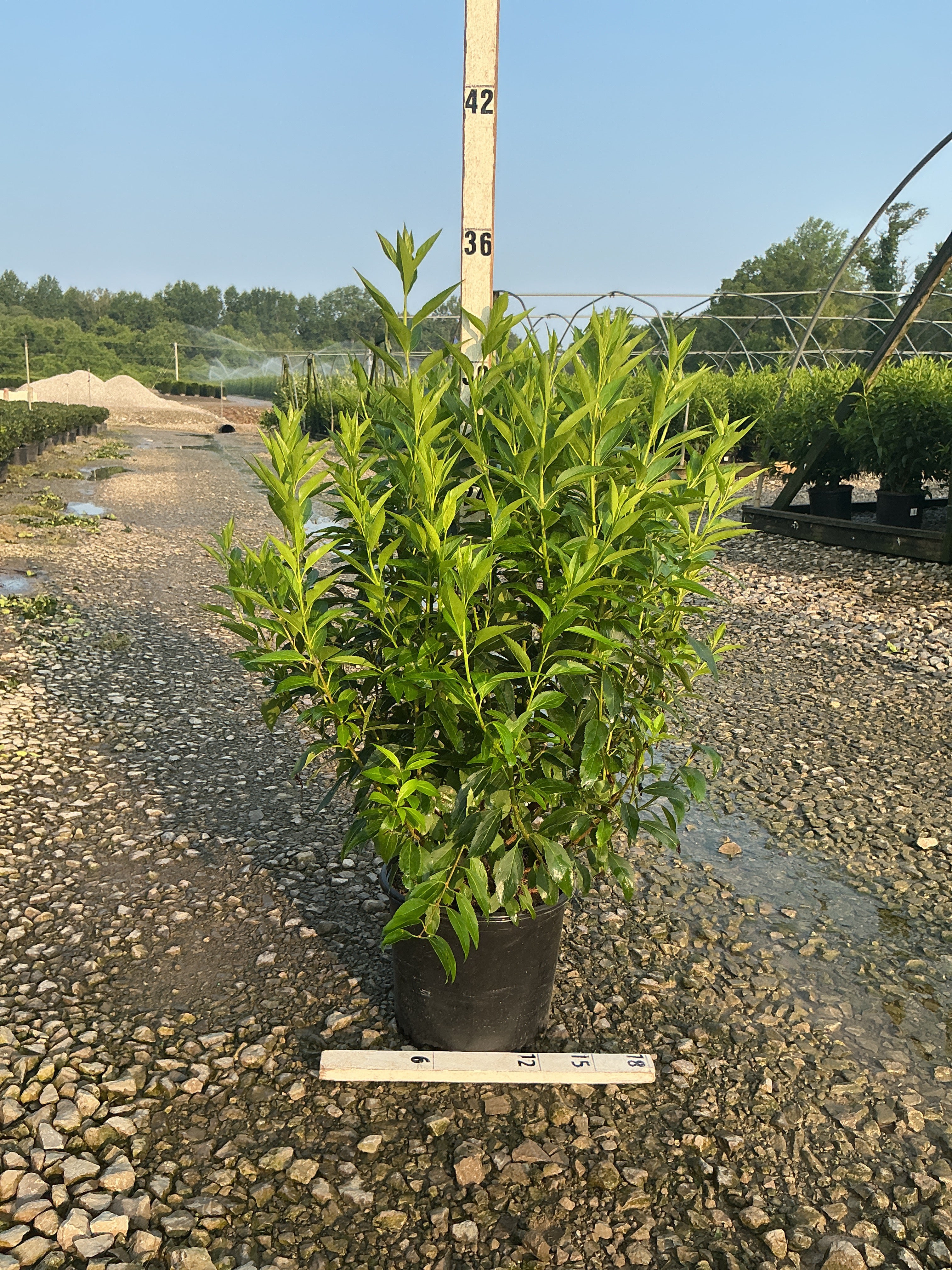 Forsythia x intermedia 'Spring Glory'
