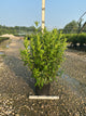 Forsythia x intermedia 'Spring Glory'