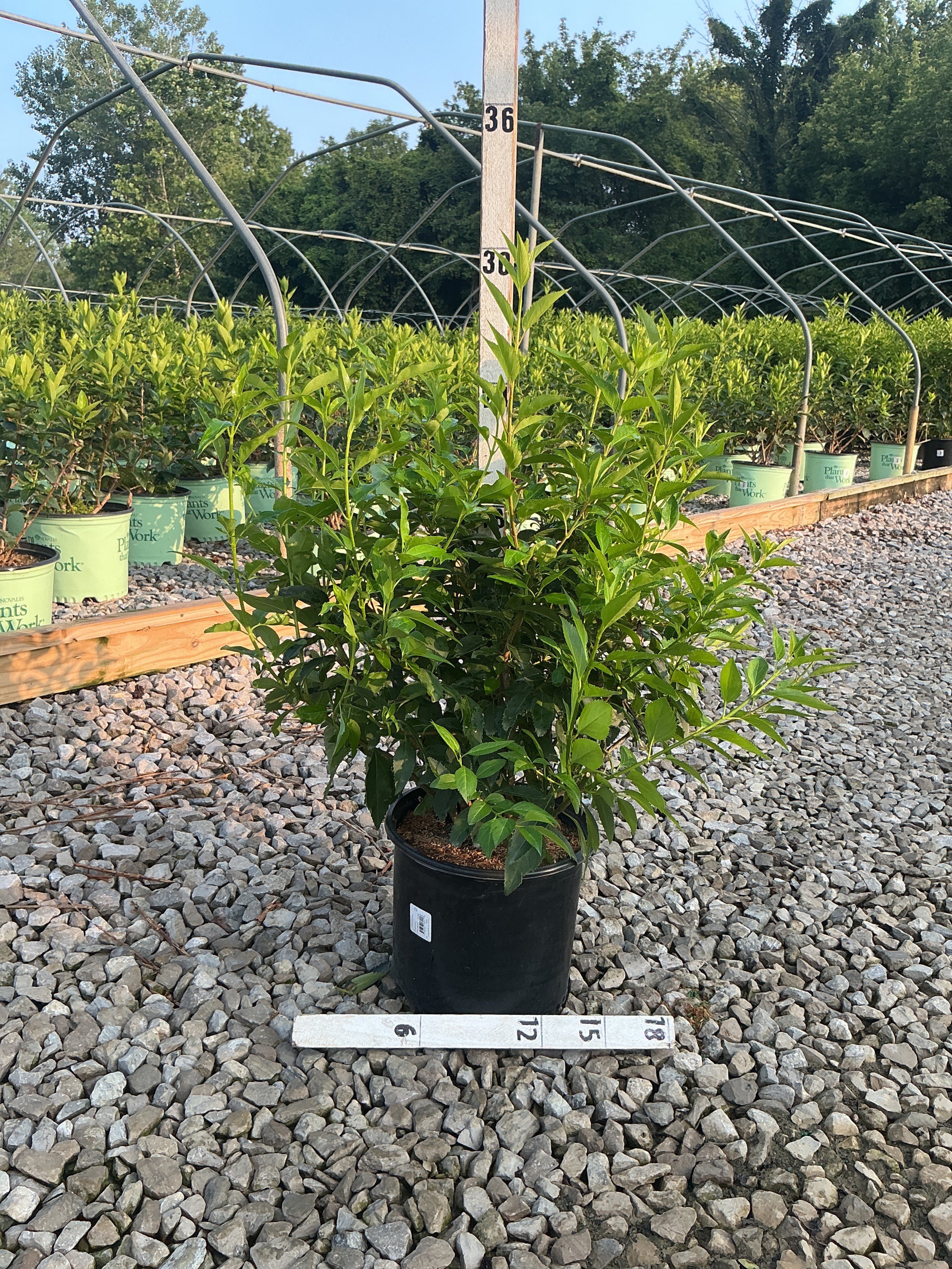 Forsythia x 'Lynwood Gold'