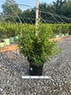 Forsythia x 'Lynwood Gold'