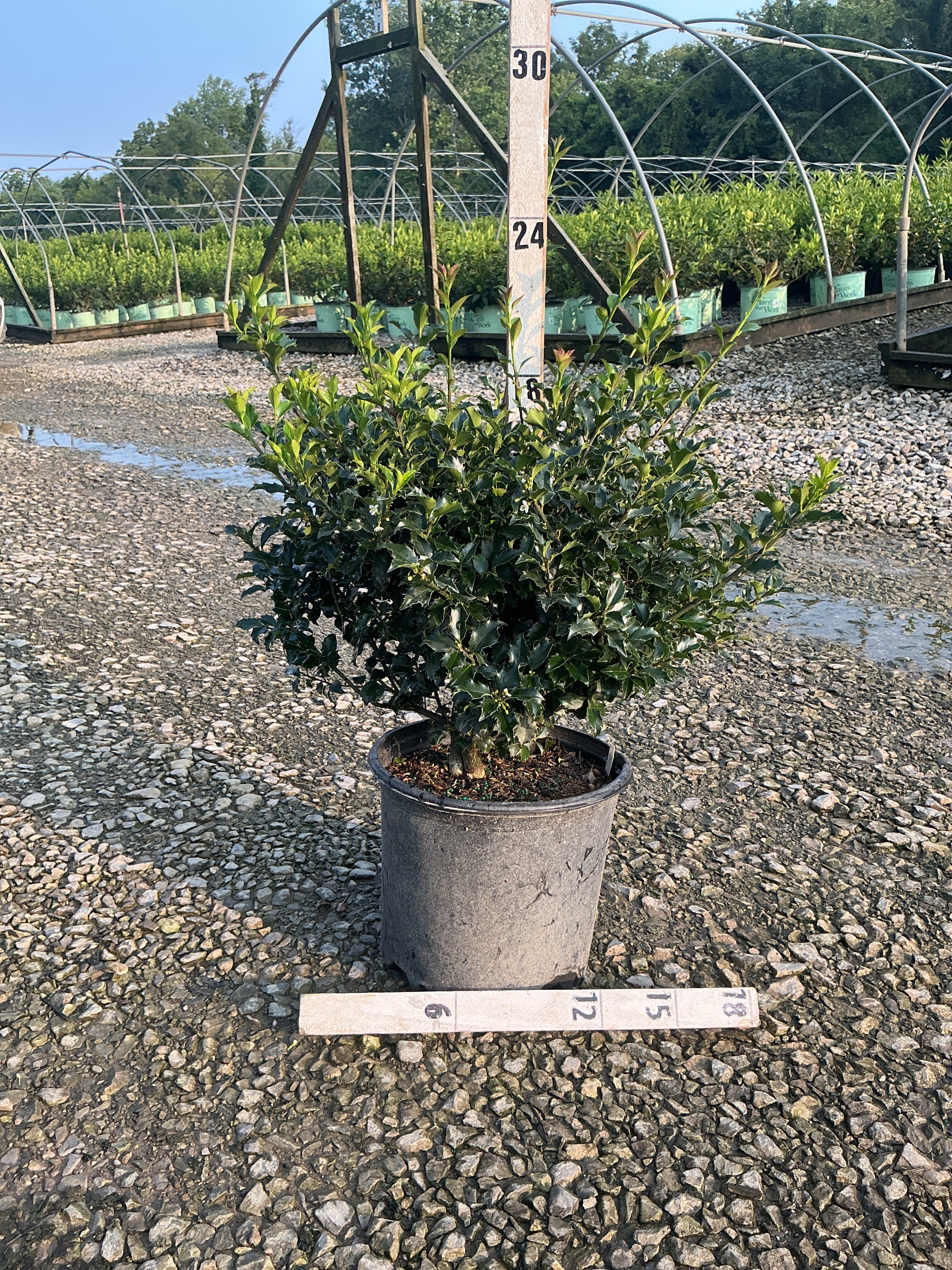 Ilex x meserveae 'Blue Prince'