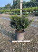 Ilex x meserveae 'Blue Prince'