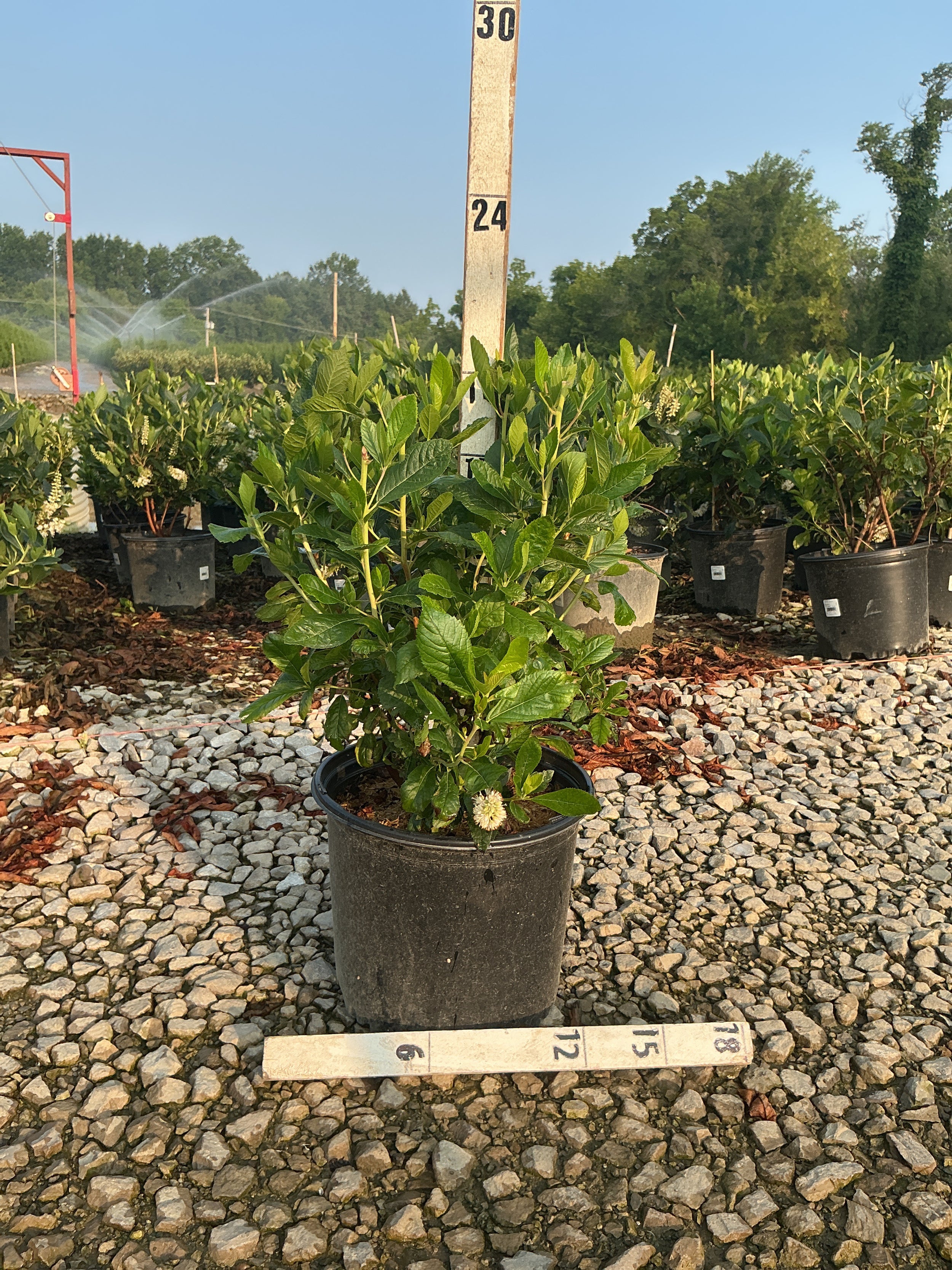 Clethra alnifolia 'Sixteen Candles'