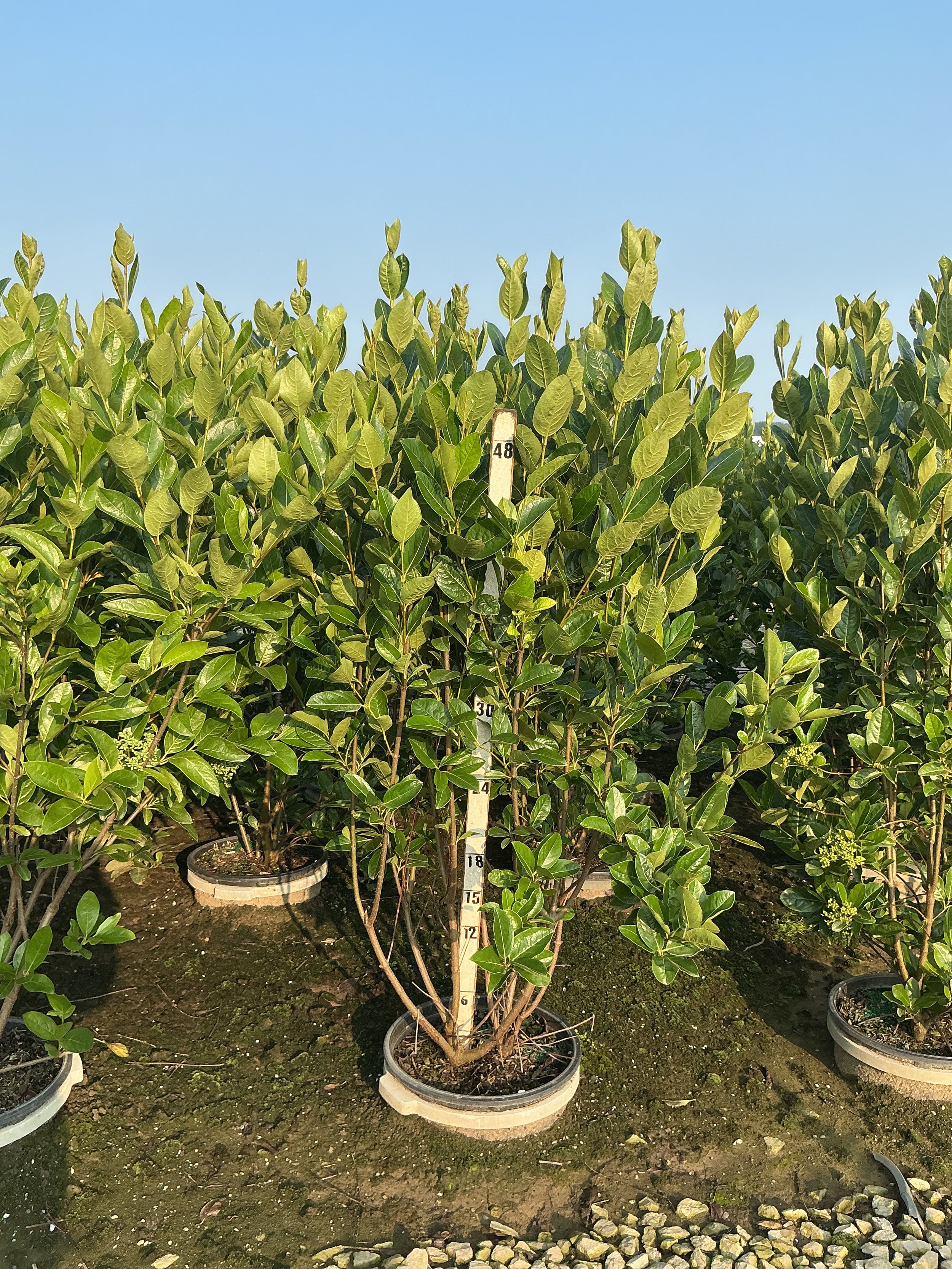Viburnum nudum 'Winterthur'