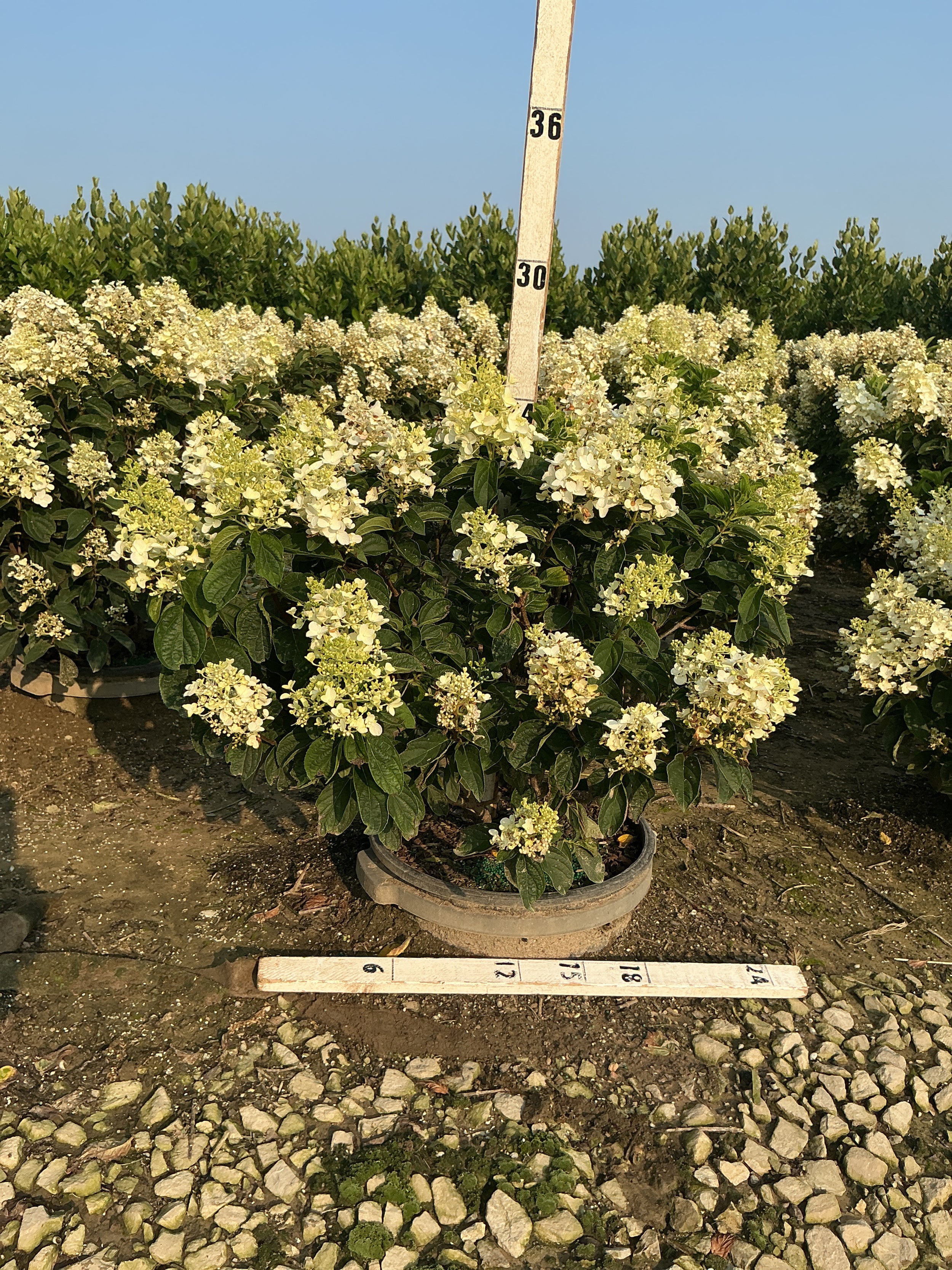 Hydrangea paniculata 'Bailpantwo'