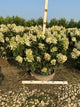 Hydrangea paniculata 'Bailpantwo'