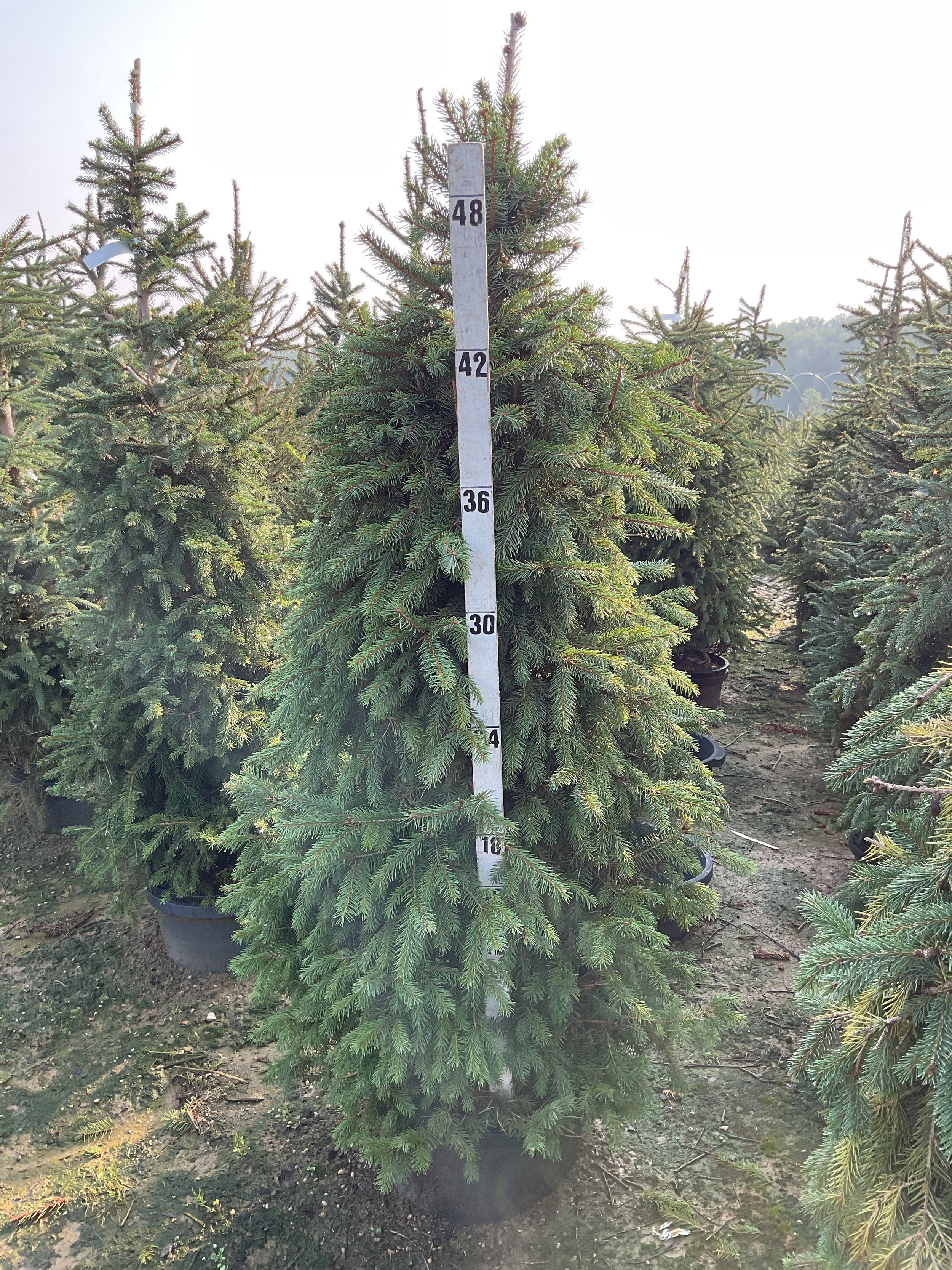 Picea abies