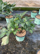 Frostkiss Helleborus Charmer ‘Epb 21’