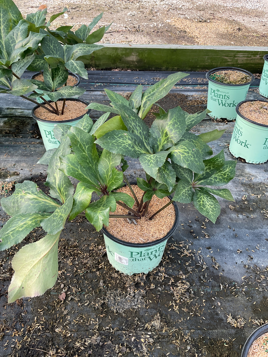 Frostkiss Helleborus Charmer ‘Epb 21’ â€” 19CM PTW