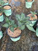 Helleborus 'Frostkiss Pippas Purple'