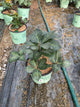 Helleborus 'Frostkiss Glendas Gloss'