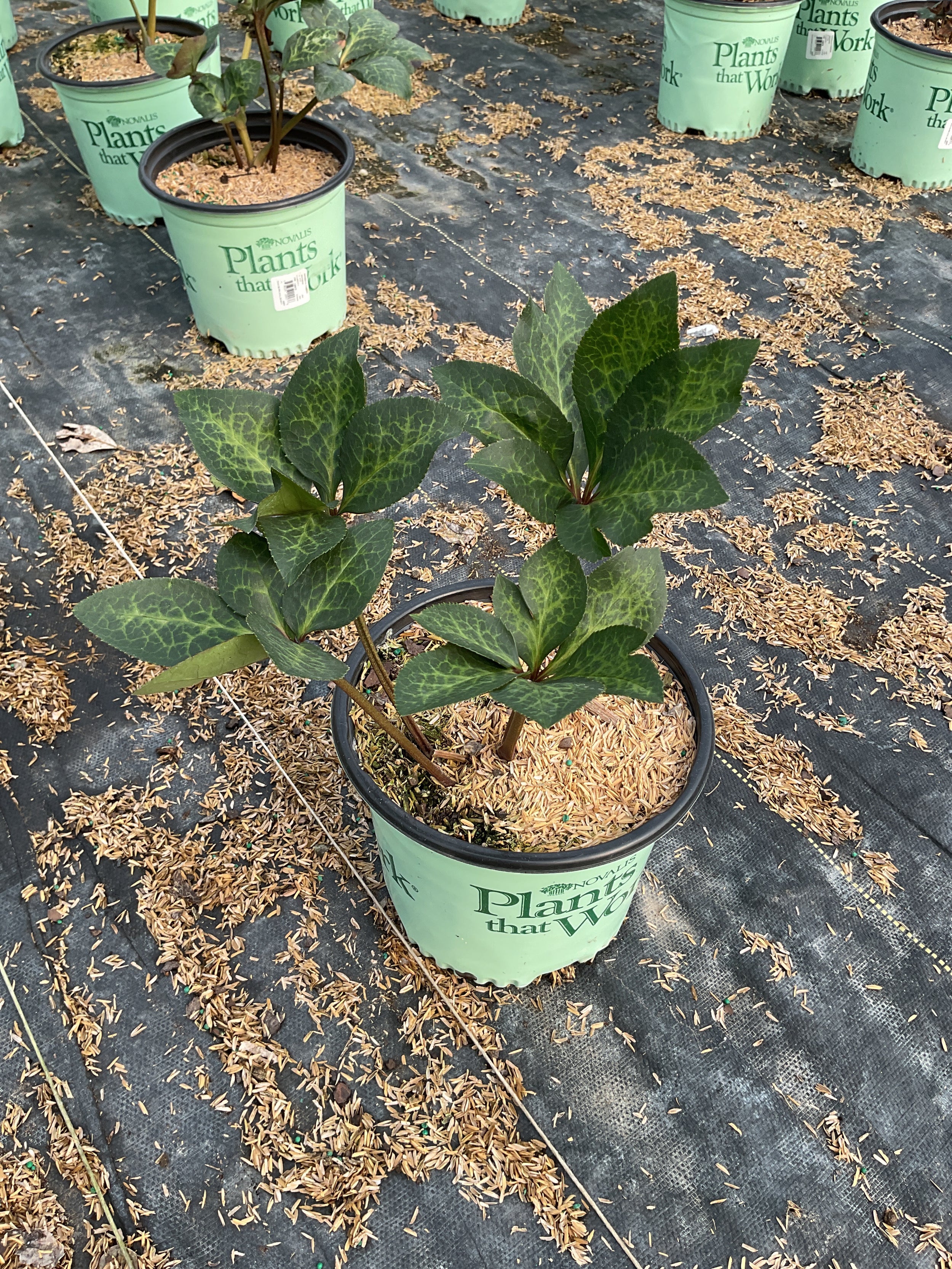 Helleborus 'Frostkiss Elemental'