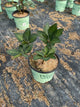 Helleborus 'Frostkiss Elemental'