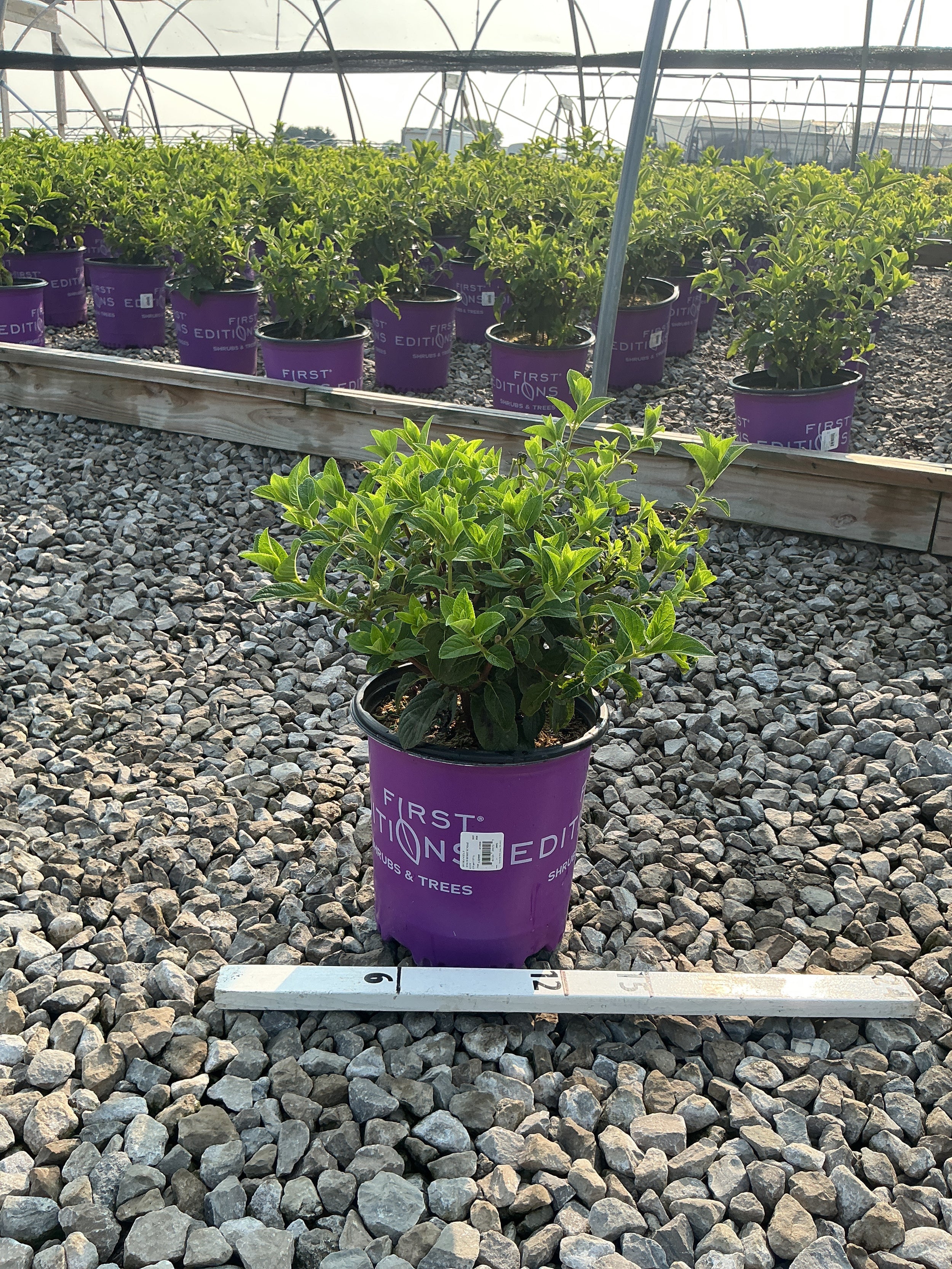 Hydrangea paniculata ‘Rensun’