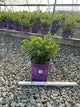 Hydrangea paniculata ‘Rensun’