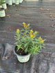 Asclepias tuberosa