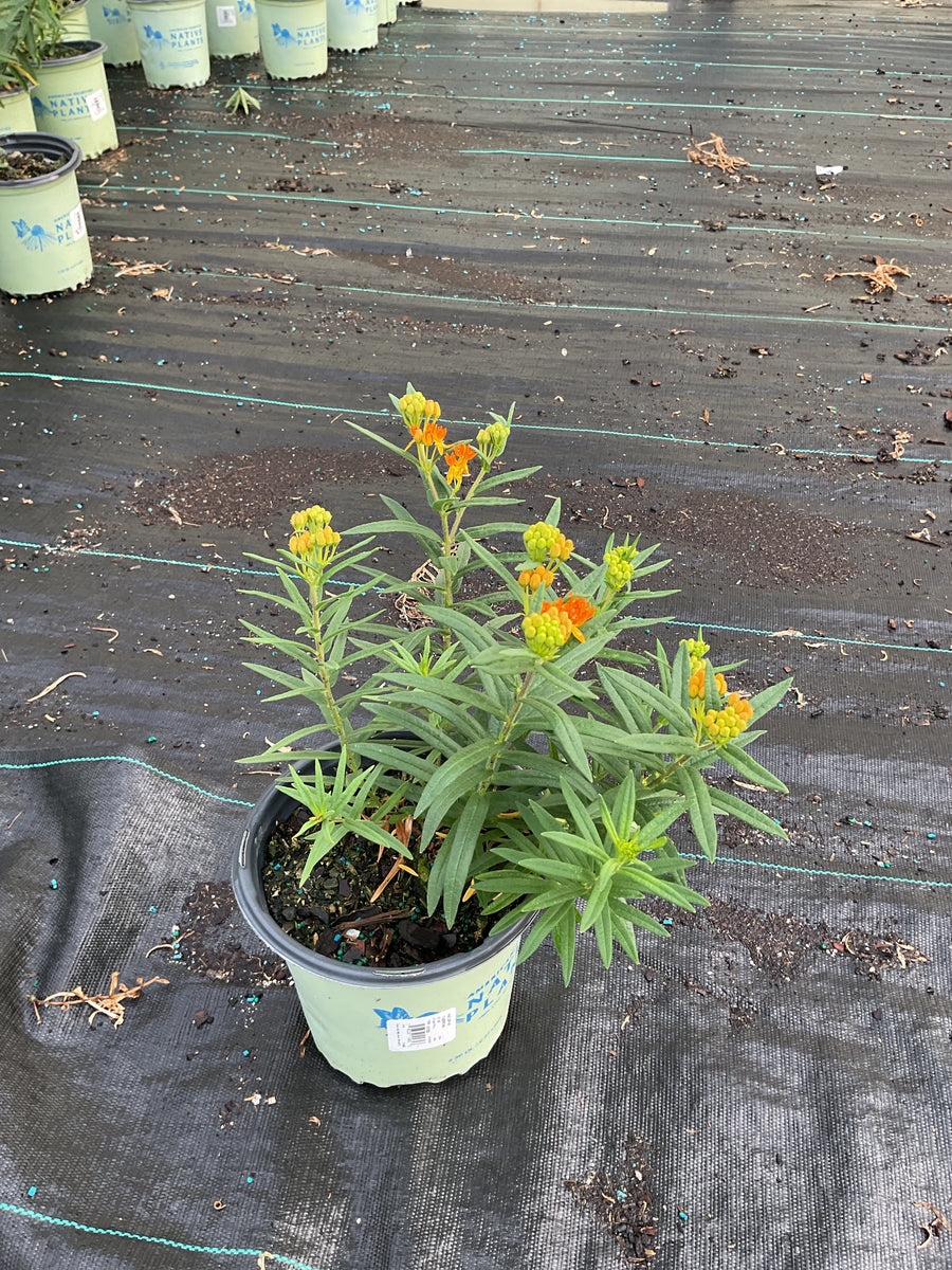 Asclepias tuberosa â€” G1 AB