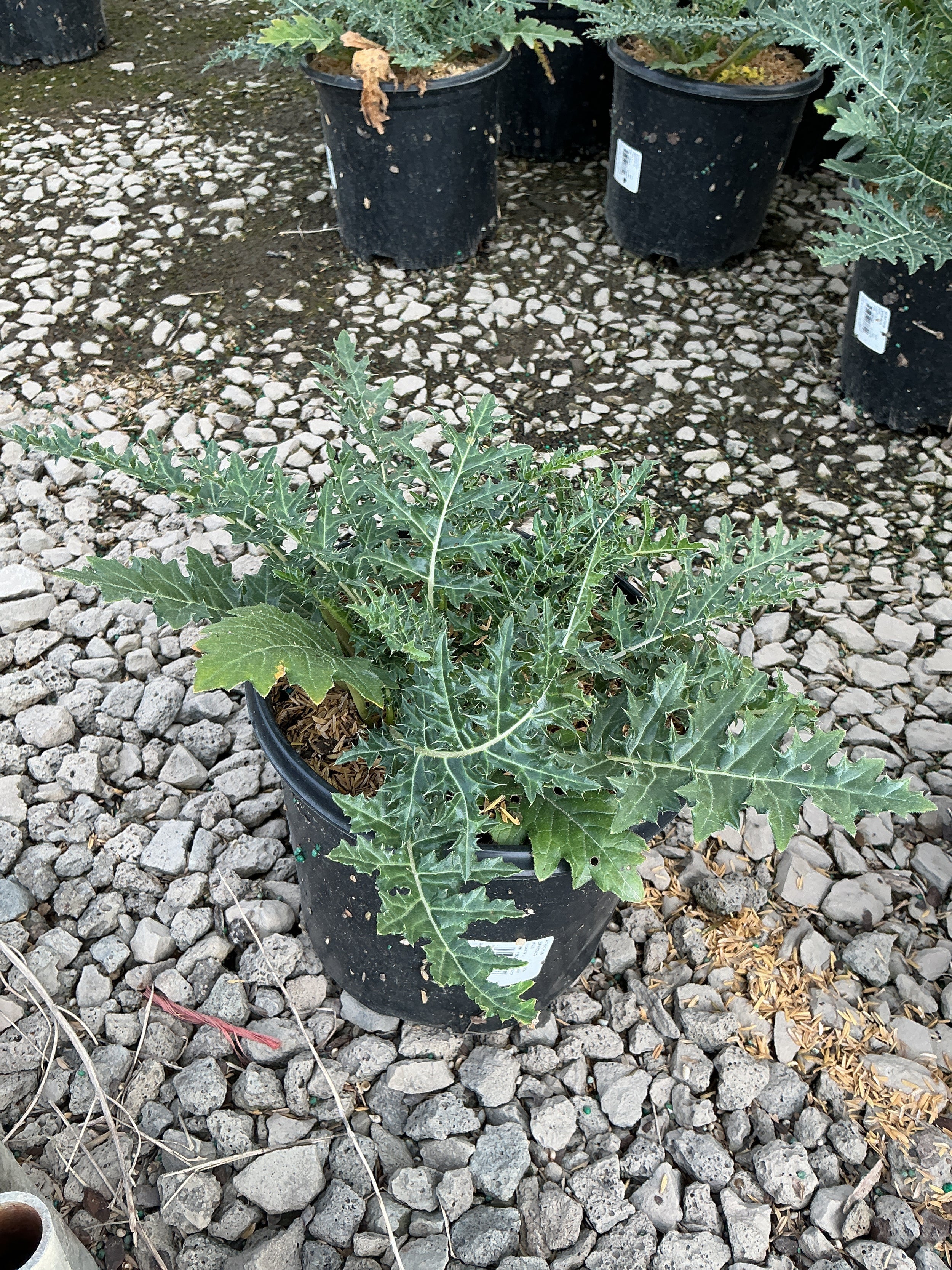 Acanthus spinosus