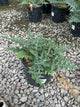 Acanthus spinosus