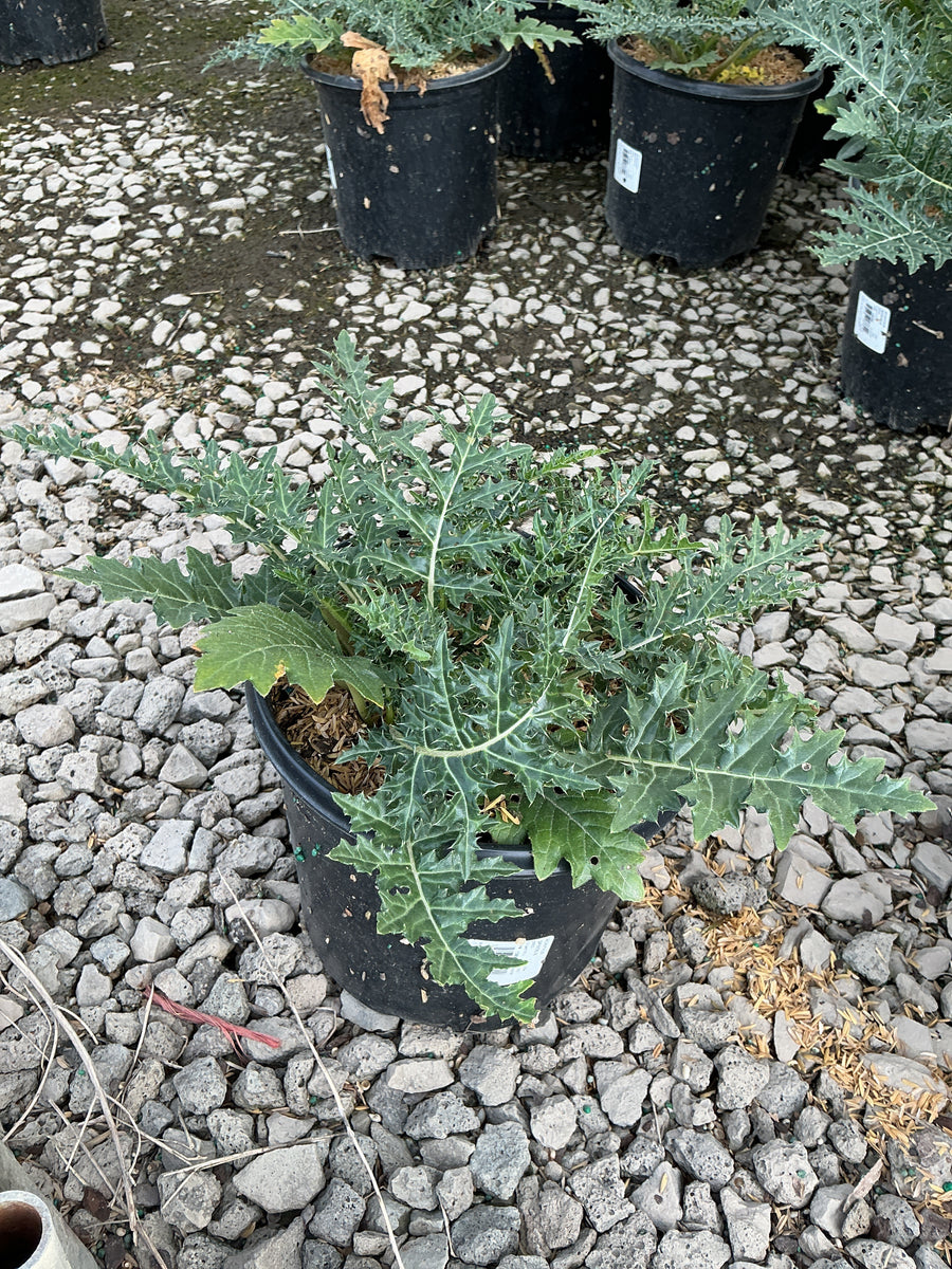 Acanthus spinosus â€” G1/19CM