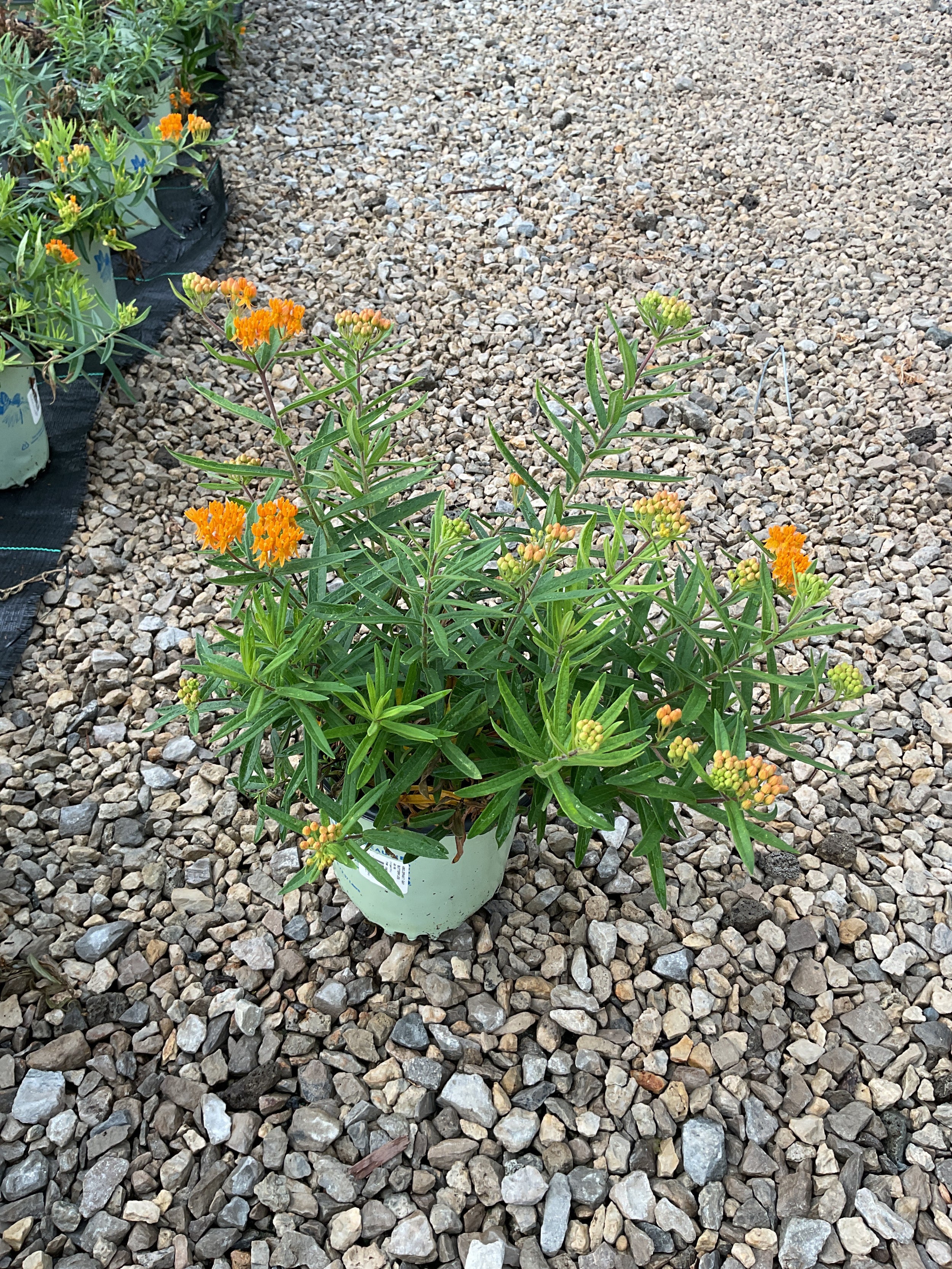 Asclepias tuberosa 'Gay Butterflies'