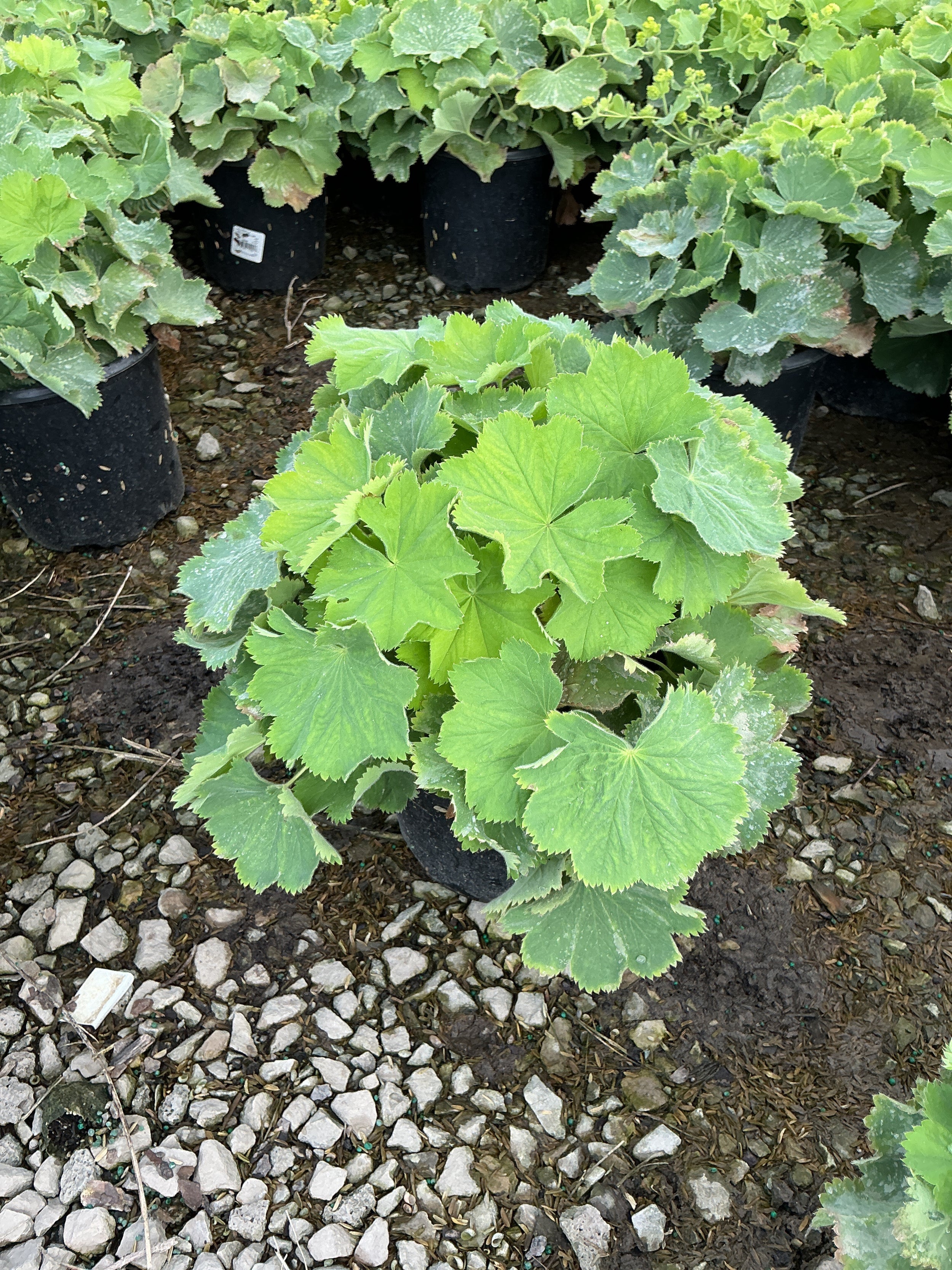 Alchemilla mollis 'Thriller'