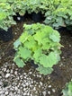Alchemilla mollis 'Thriller'
