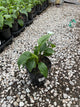 Echinacea purpurea 'Magnus'