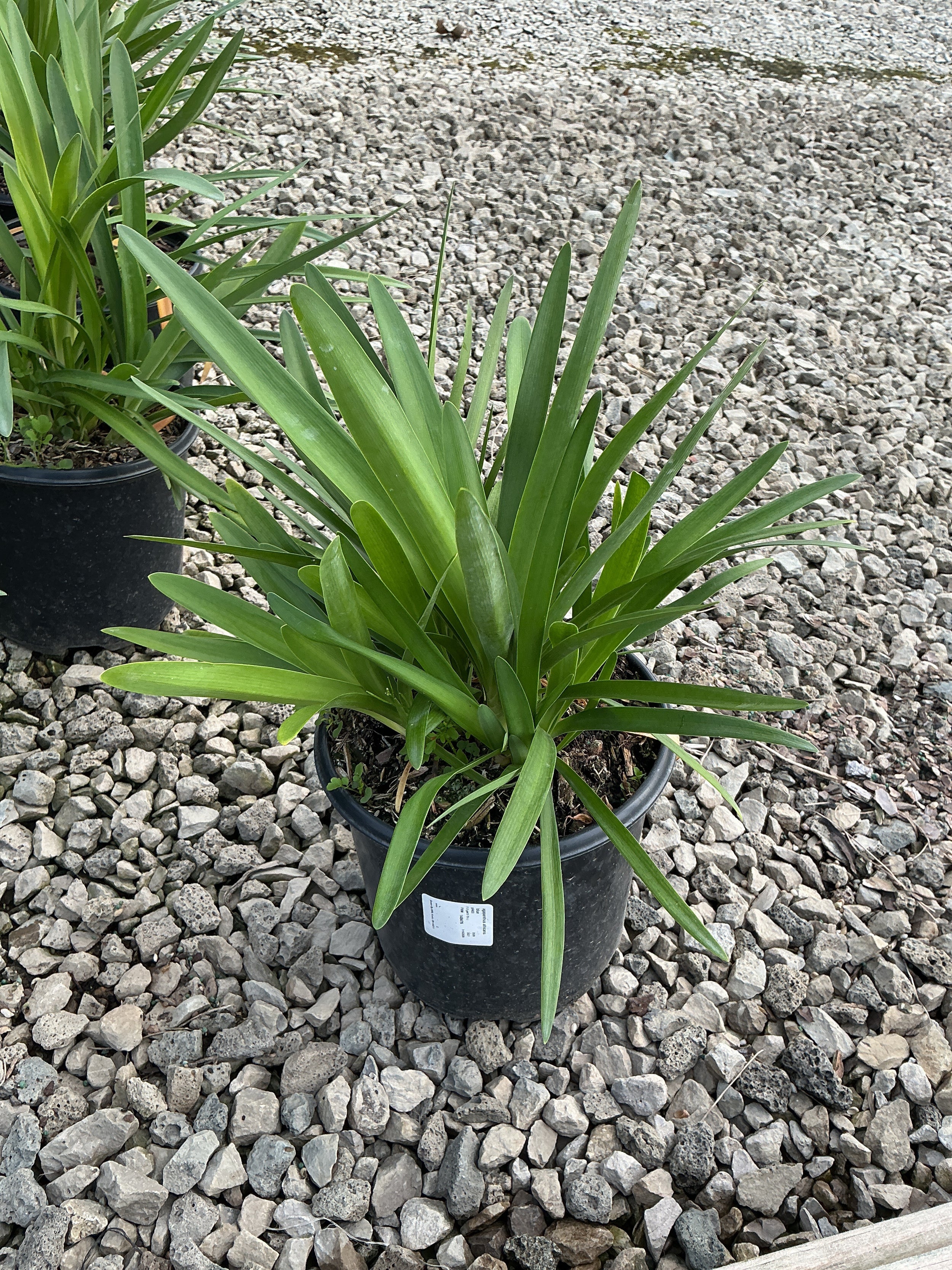 AGAPANTHUS AFRICANS BLUE