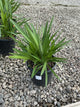 AGAPANTHUS AFRICANS BLUE
