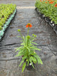 Echinacea artisan 'Soft Orange'