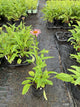 Echinacea purpurea 'PowWow Wild Berry'