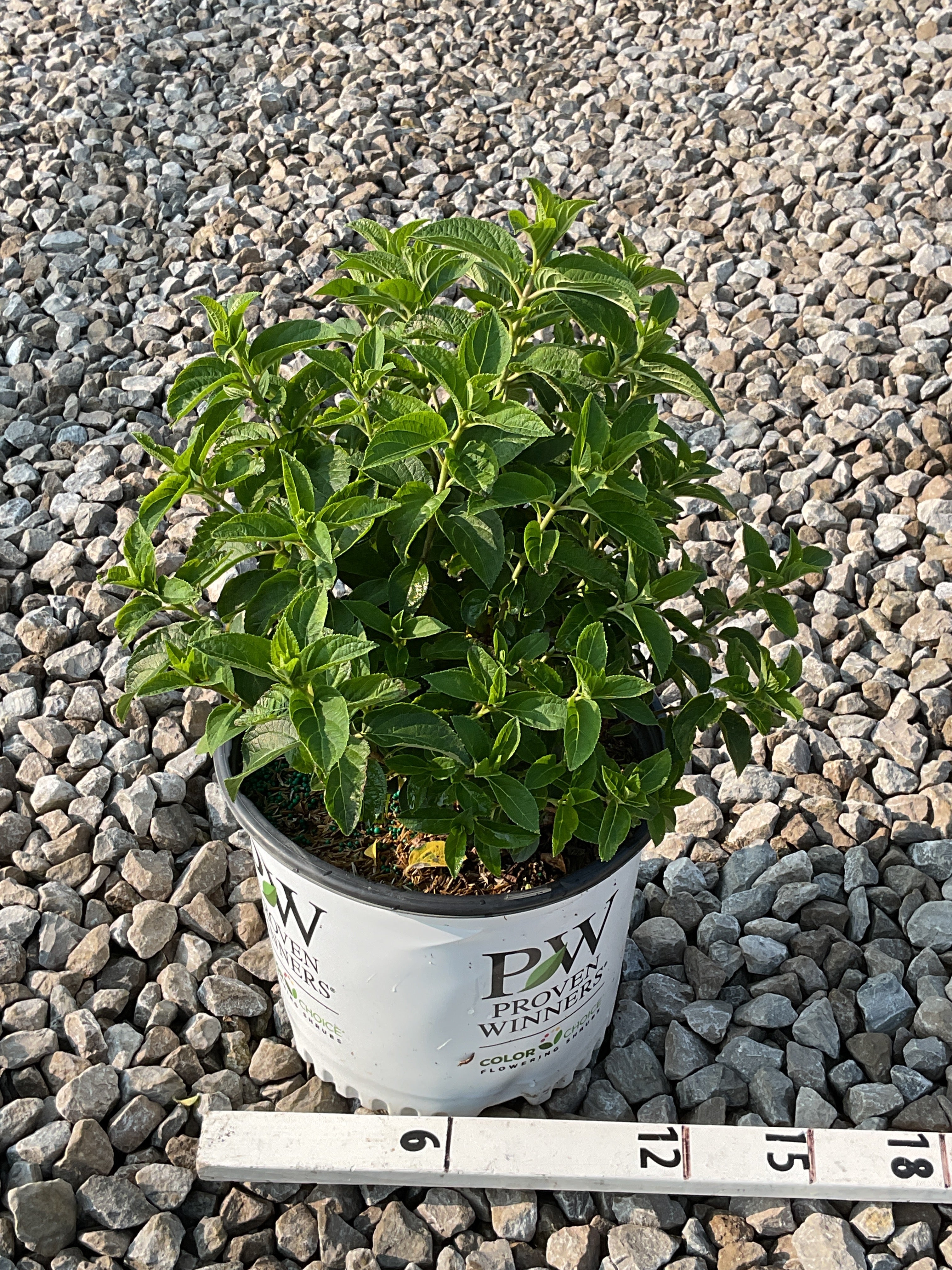 Hydrangea paniculata 'Bobo'