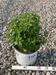 Hydrangea paniculata 'Bobo'