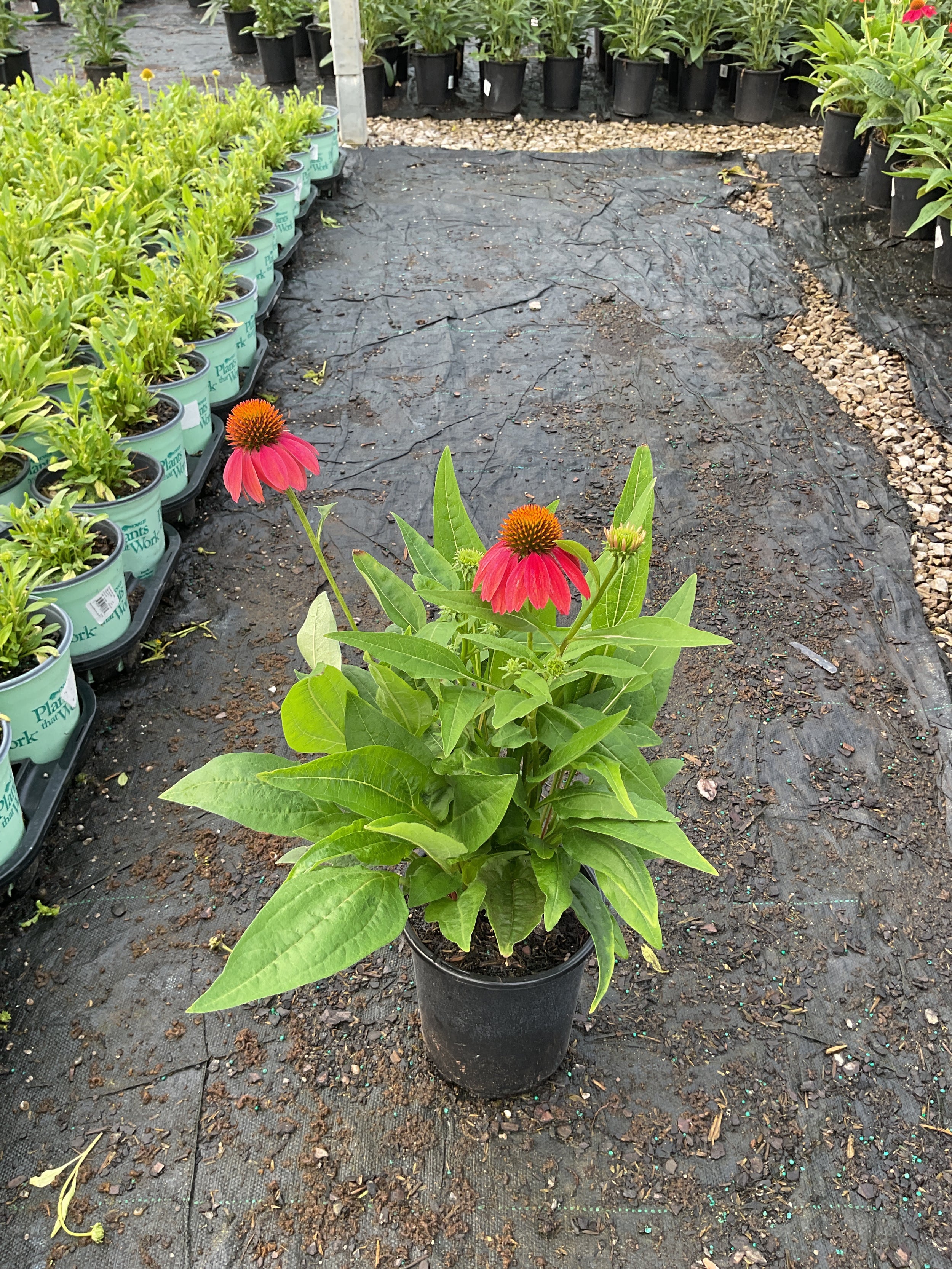 Echinacea artisan 'Red Ombre'