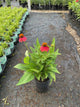 Echinacea artisan 'Red Ombre'