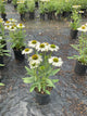 Echinacea Kismet® White ‘ECKW’