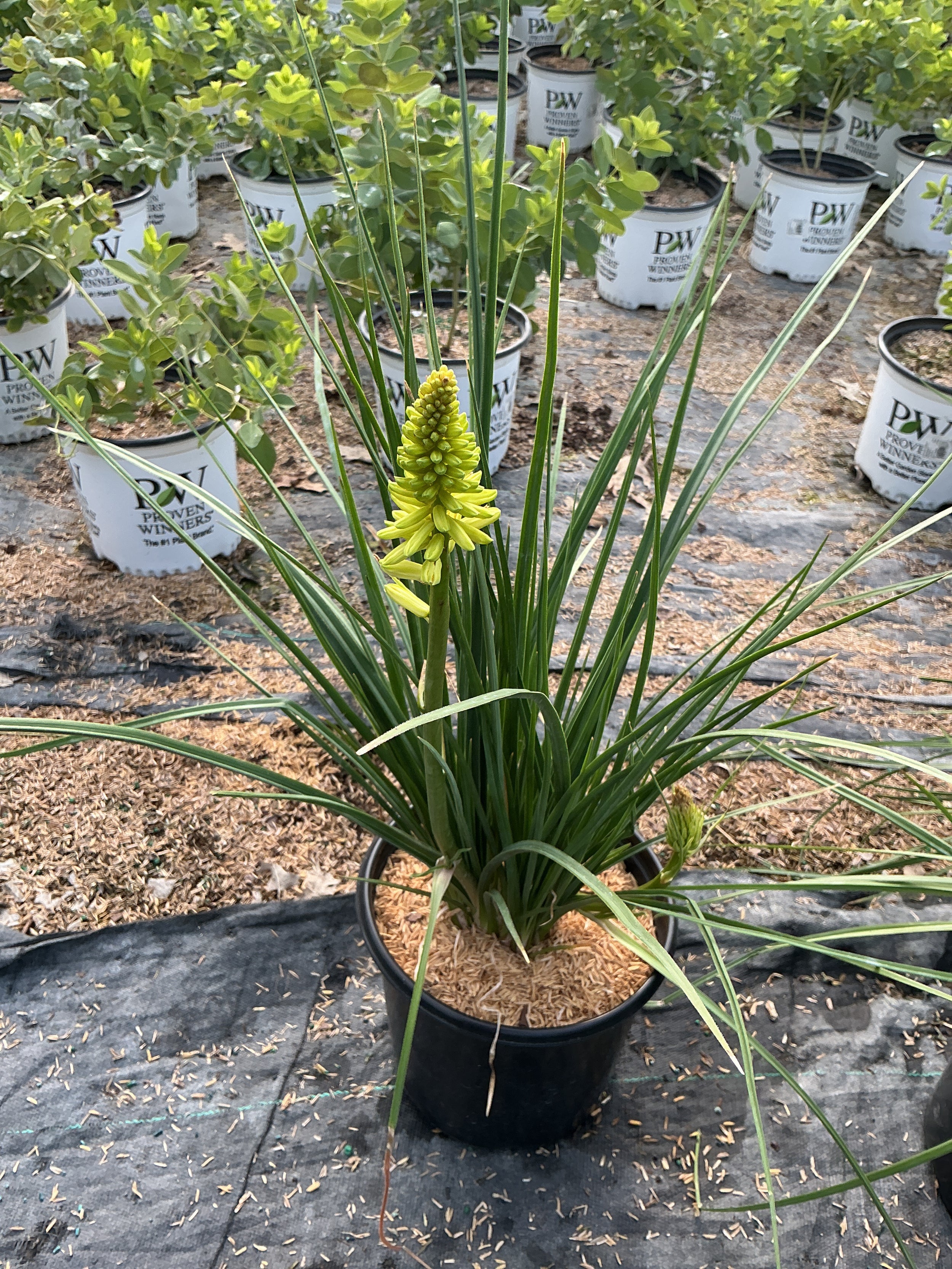 Kniphofia pineapple 'Pineapple Popsicle'