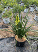 Kniphofia pineapple 'Pineapple Popsicle'