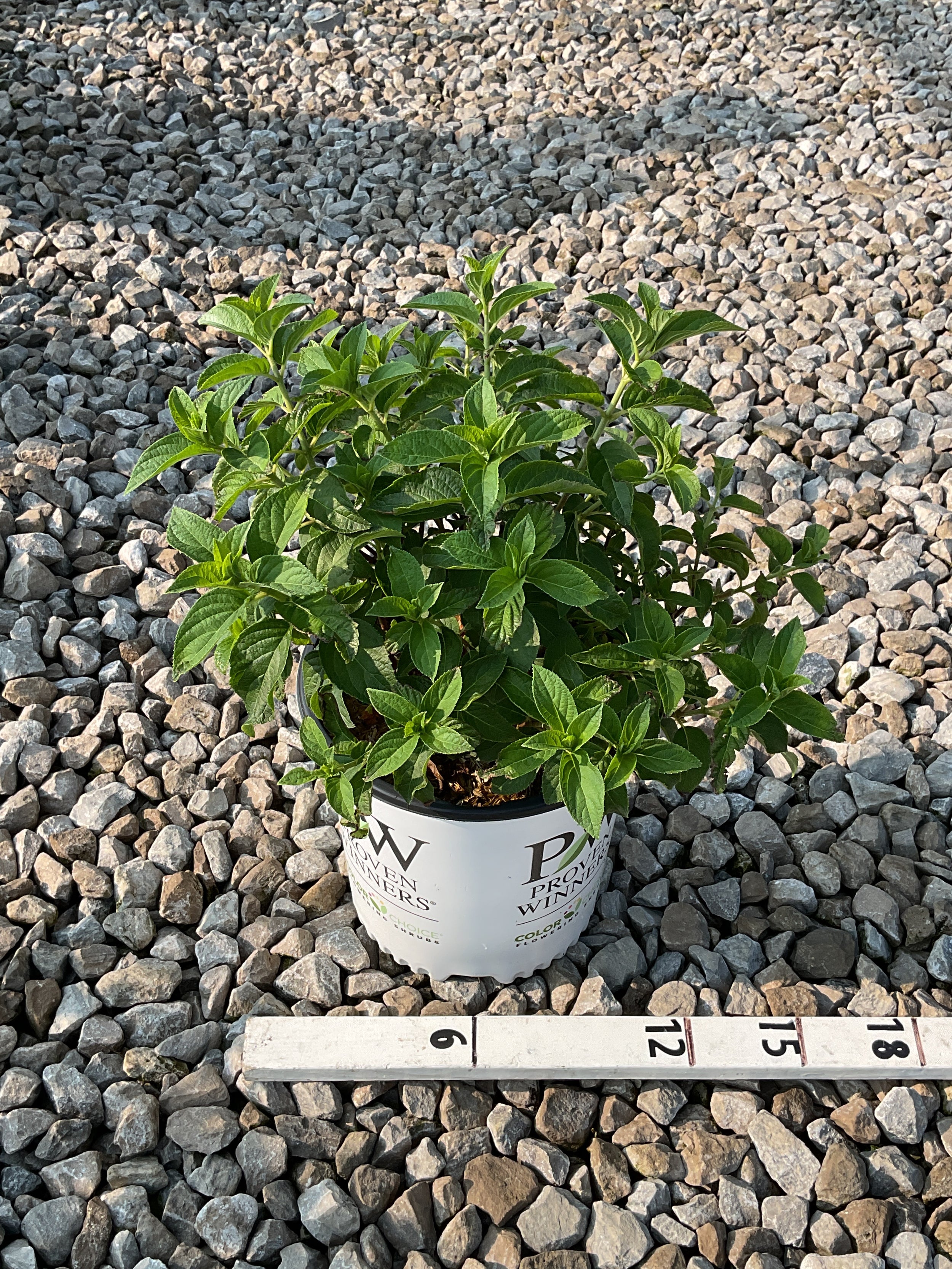 Hydrangea paniculata 'Bobo'