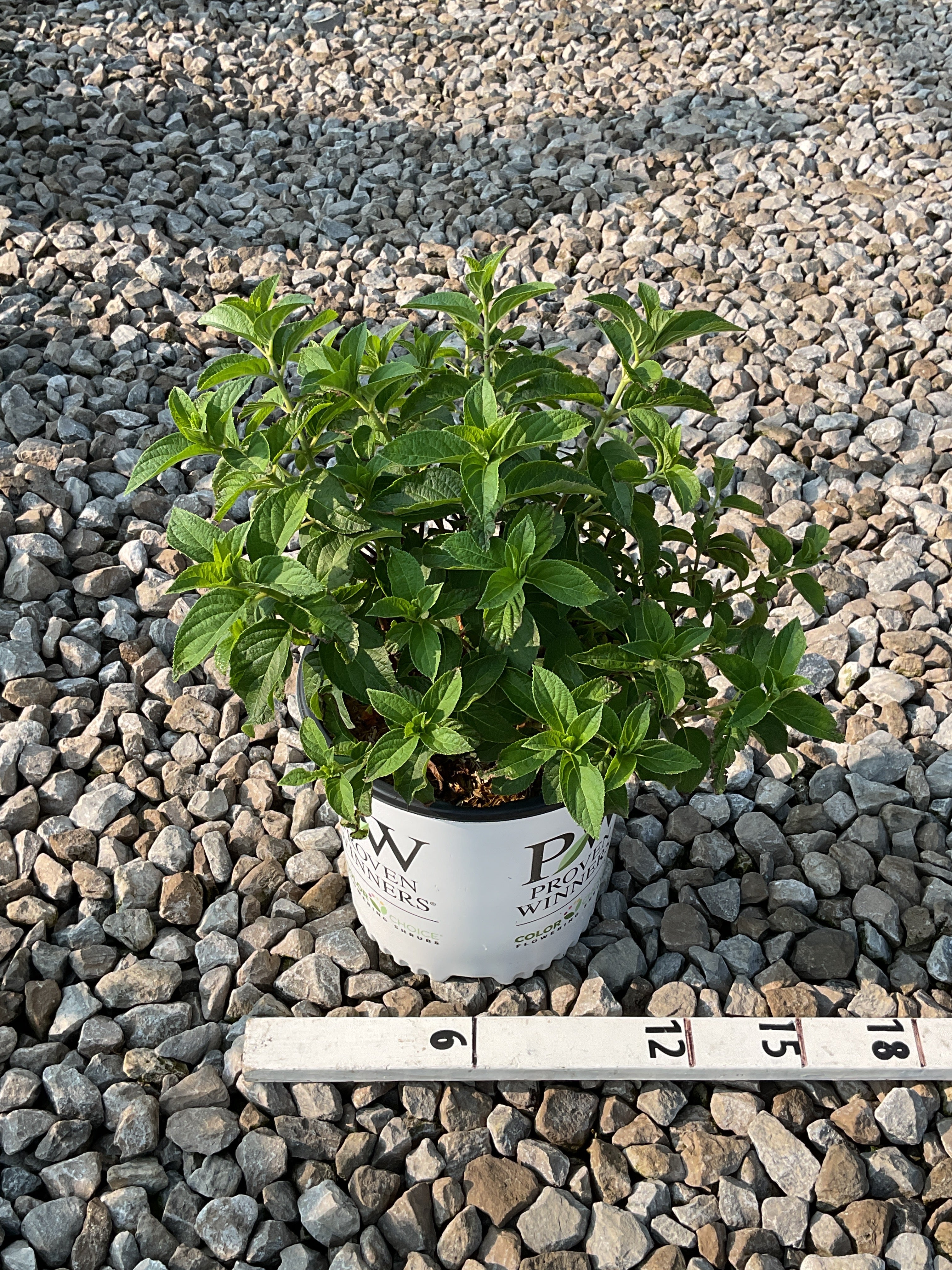 Hydrangea paniculata 'Bobo'
