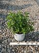 Hydrangea paniculata 'Bobo'