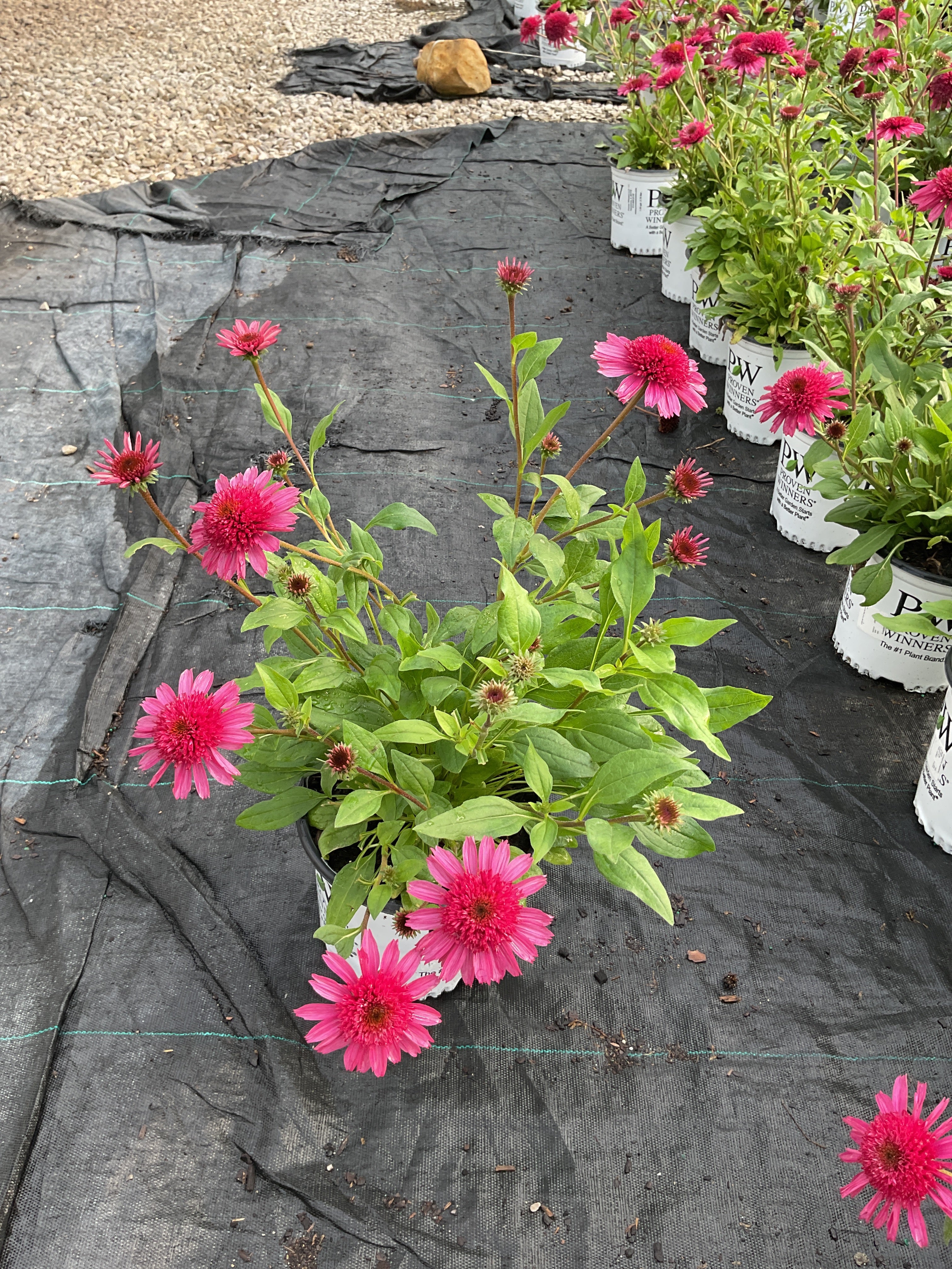 Echinacea 'Raspberry Beret'