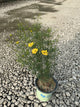Coreopsis verticillata