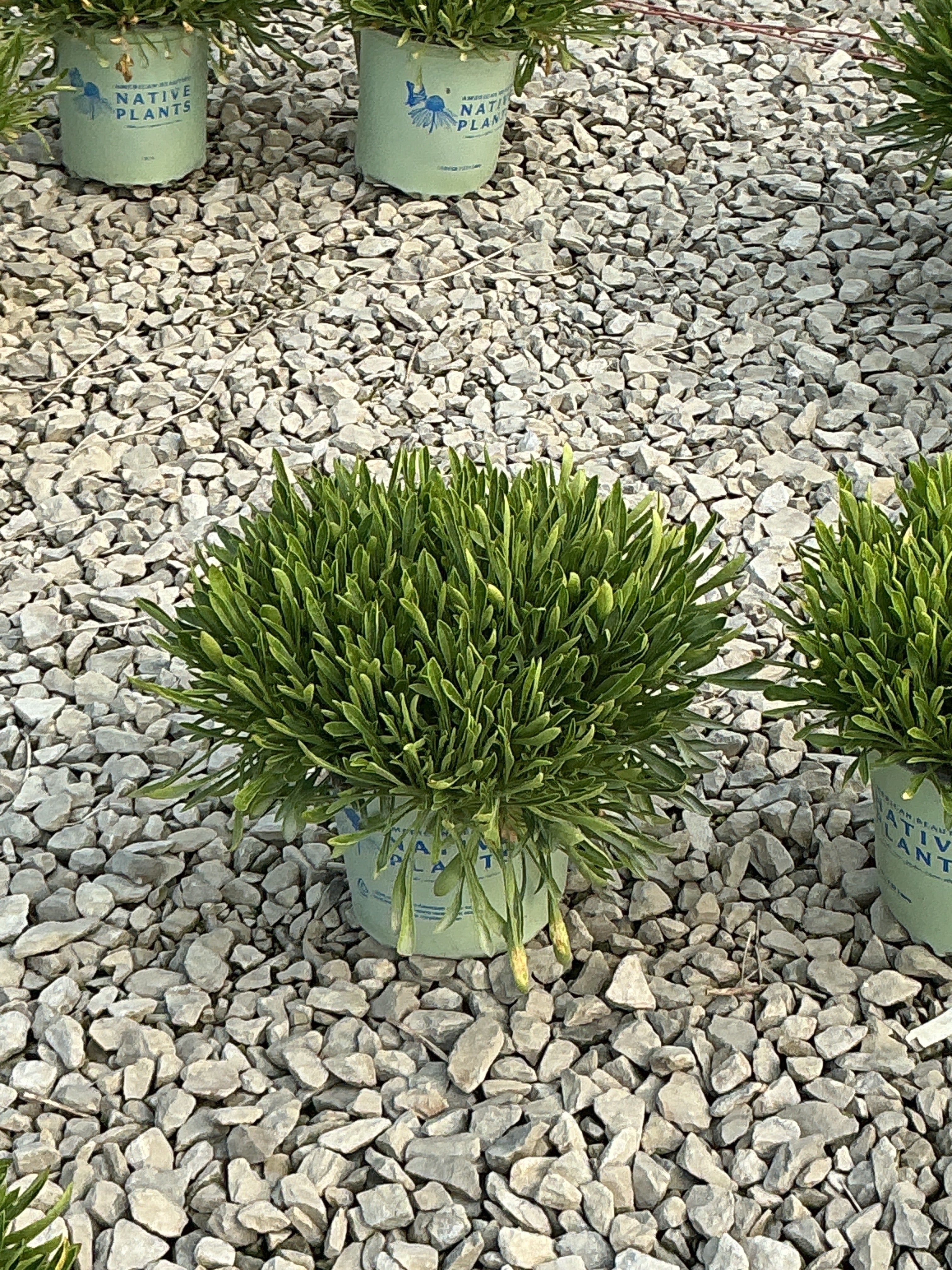 Silene short 'And Sweet'