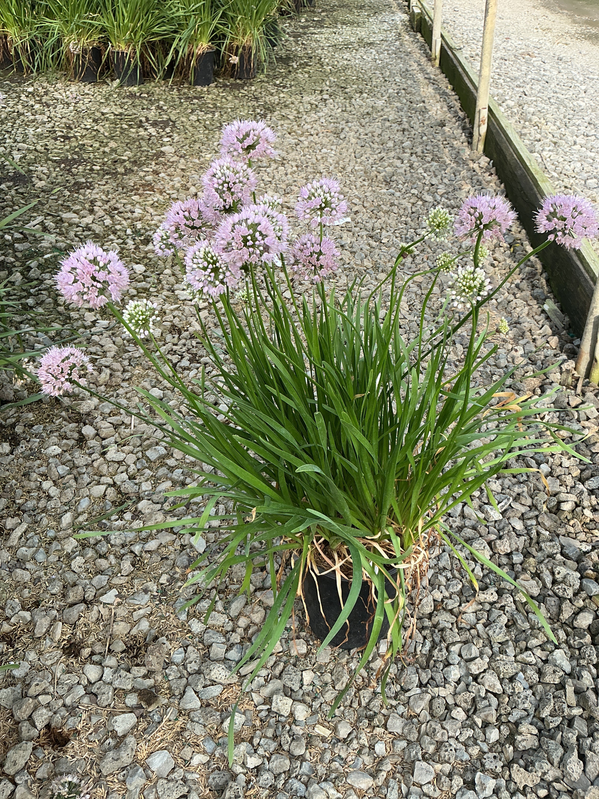 Allium lusitanicum 'Summer Beauty'